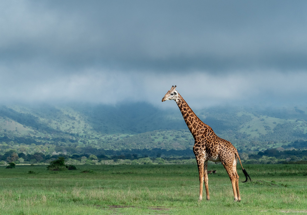 Akagera National Park
