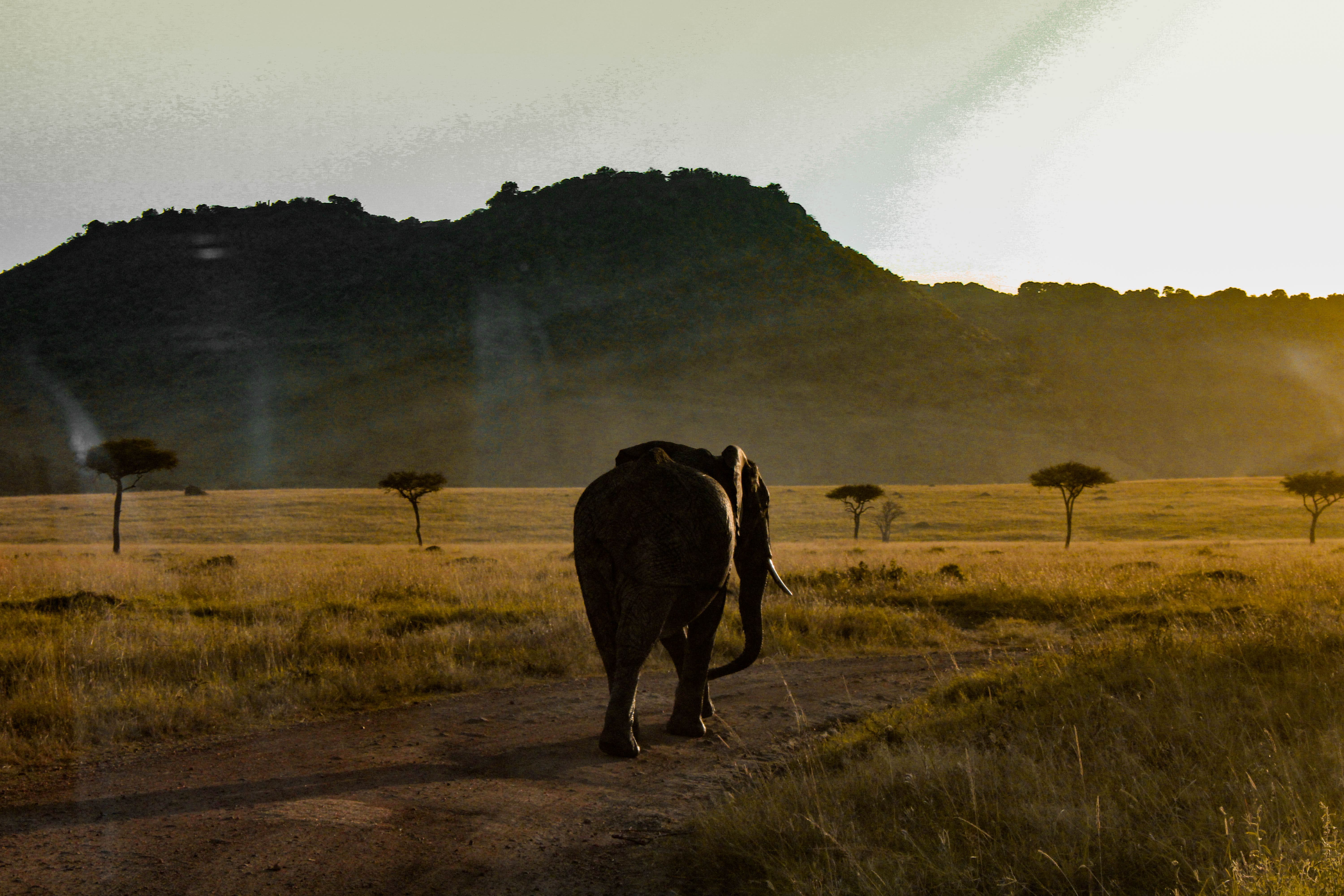 East African landscape